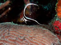 Spotted Drum Juvenile his dorsal fin flows in a "C"